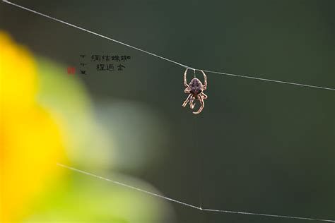蜘蛛 結網 中國夏季季風風向